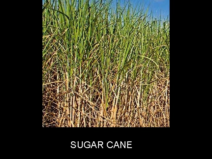 SUGAR CANE 