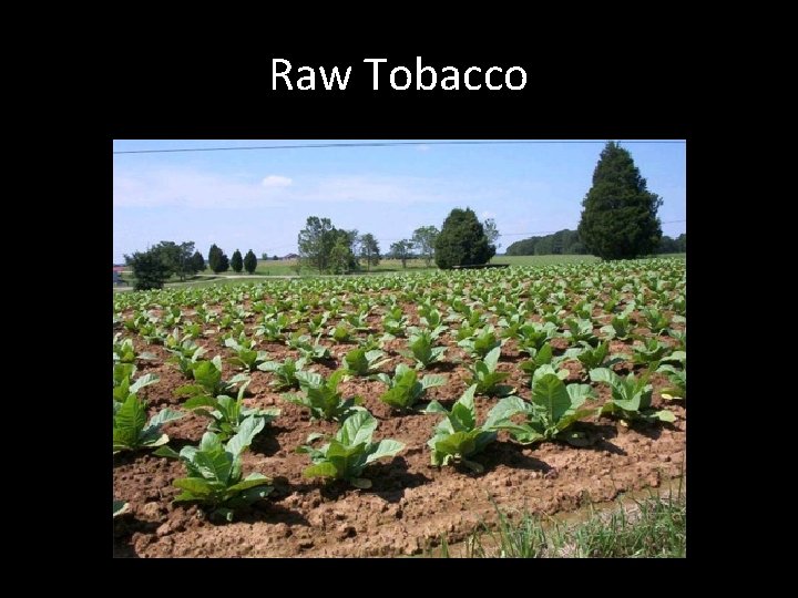 Raw Tobacco 