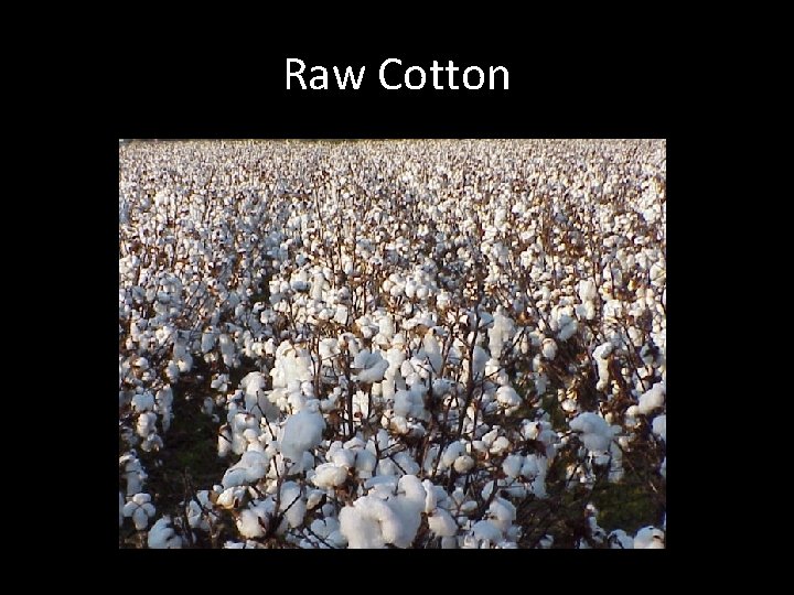 Raw Cotton 