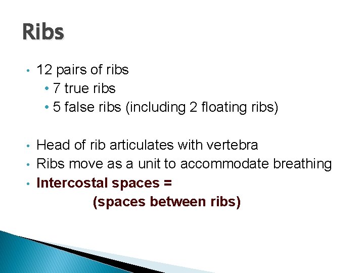 Ribs • 12 pairs of ribs • 7 true ribs • 5 false ribs