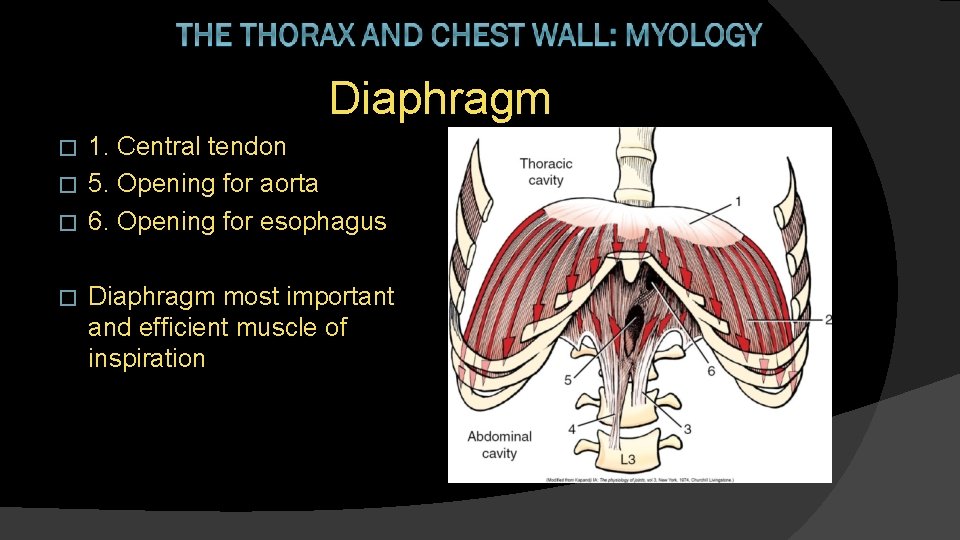 Diaphragm 1. Central tendon � 5. Opening for aorta � 6. Opening for esophagus