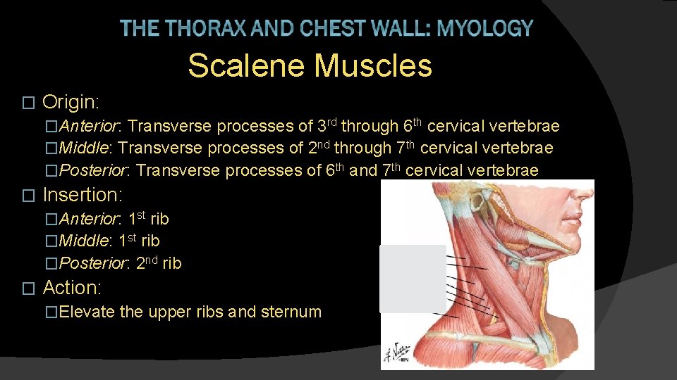 Scalene Muscles � Origin: �Anterior: Transverse processes of 3 rd through 6 th cervical