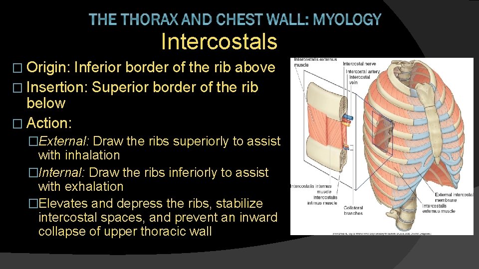 Intercostals � Origin: Inferior border of the rib above � Insertion: Superior border of
