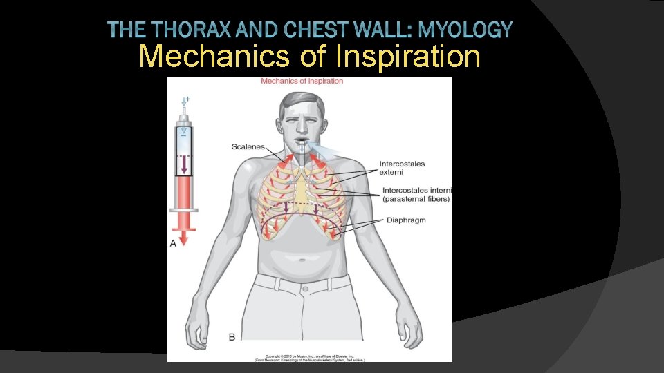 Mechanics of Inspiration 