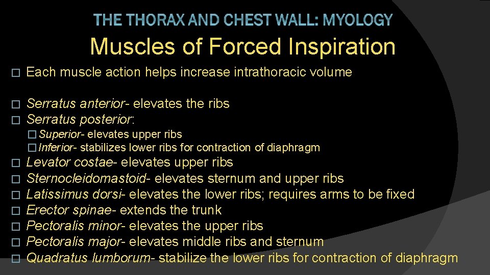 Muscles of Forced Inspiration � Each muscle action helps increase intrathoracic volume � �