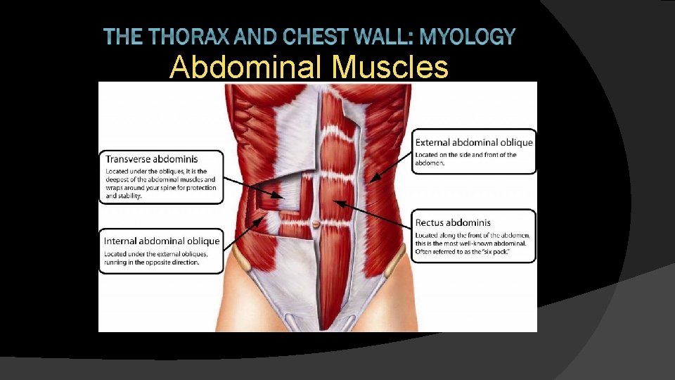 Abdominal Muscles 