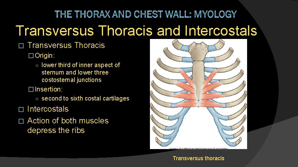 Transversus Thoracis and Intercostals � Transversus Thoracis � Origin: ○ lower third of inner