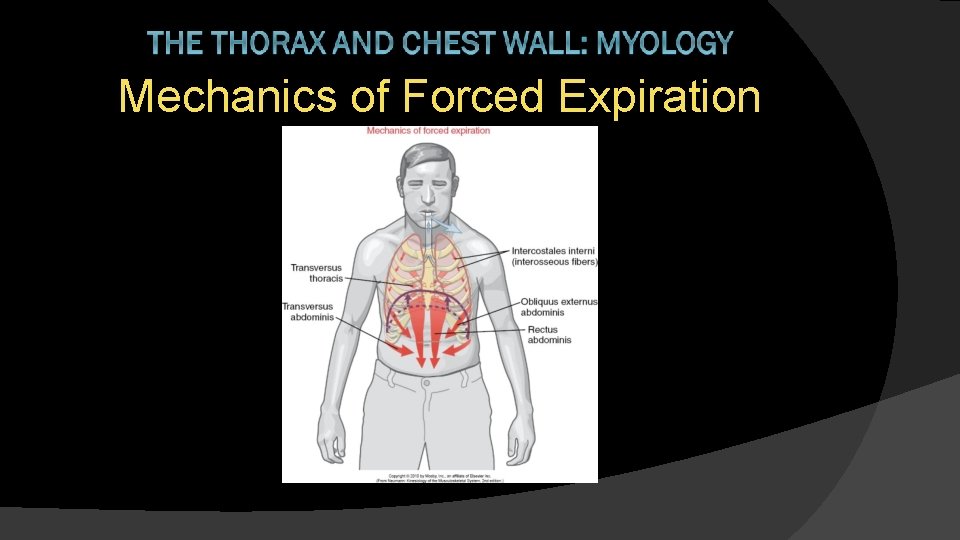 Mechanics of Forced Expiration 