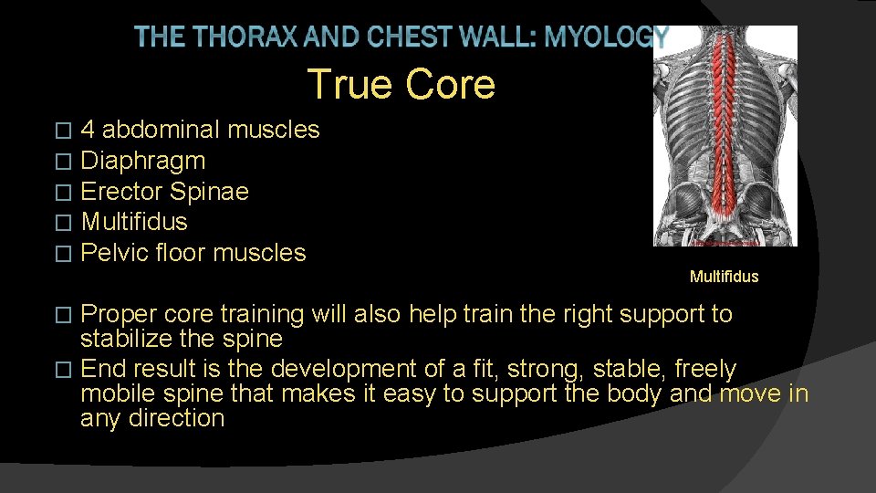 True Core � � � 4 abdominal muscles Diaphragm Erector Spinae Multifidus Pelvic floor