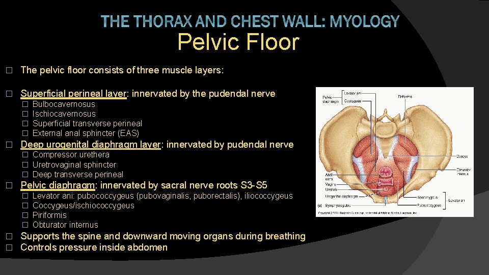 Pelvic Floor � The pelvic floor consists of three muscle layers: � Superficial perineal
