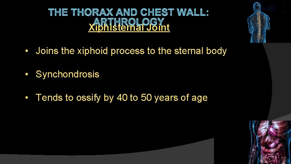 THE THORAX AND CHEST WALL: ARTHROLOGY Xiphisternal Joint • Joins the xiphoid process to