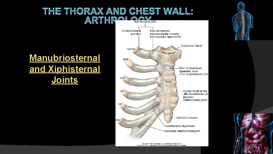 THE THORAX AND CHEST WALL: ARTHROLOGY Manubriosternal and Xiphisternal Joints 