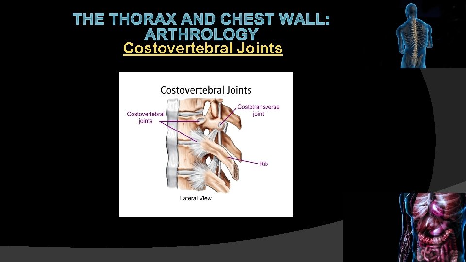 THE THORAX AND CHEST WALL: ARTHROLOGY Costovertebral Joints 