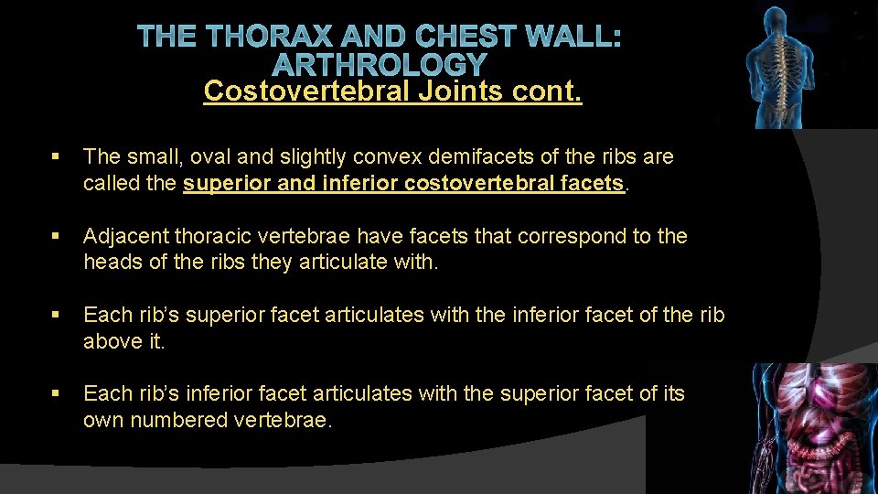 THE THORAX AND CHEST WALL: ARTHROLOGY Costovertebral Joints cont. § The small, oval and