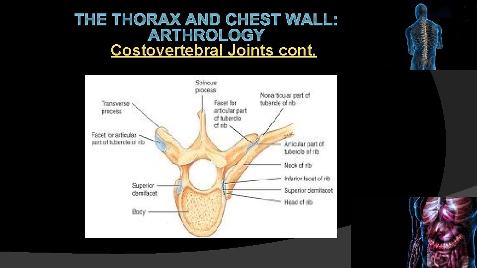 THE THORAX AND CHEST WALL: ARTHROLOGY Costovertebral Joints cont. 