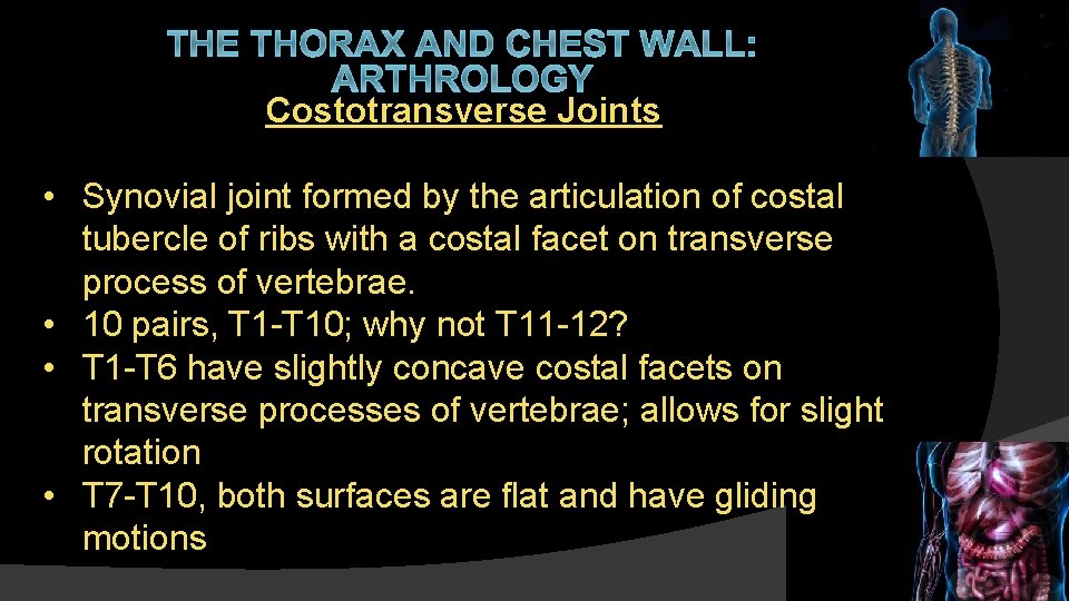 THE THORAX AND CHEST WALL: ARTHROLOGY Costotransverse Joints • Synovial joint formed by the