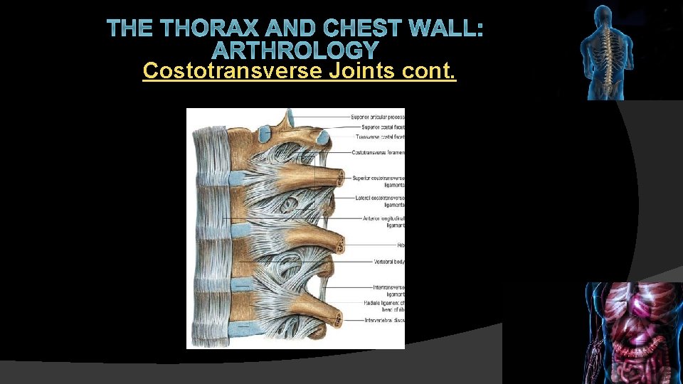 THE THORAX AND CHEST WALL: ARTHROLOGY Costotransverse Joints cont. 