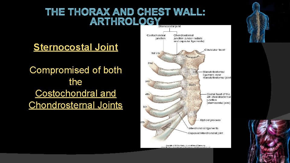 THE THORAX AND CHEST WALL: ARTHROLOGY Sternocostal Joint Compromised of both the Costochondral and