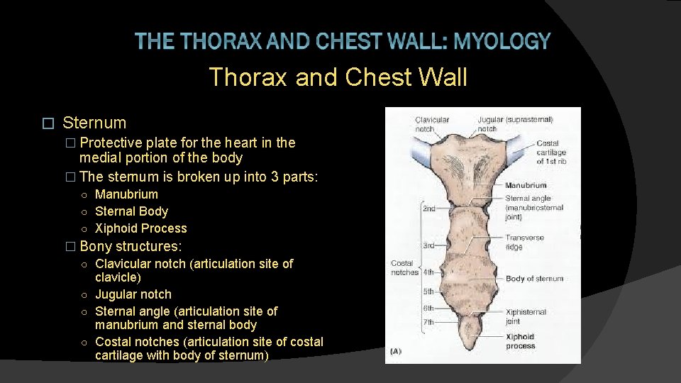 Thorax and Chest Wall � Sternum � Protective plate for the heart in the