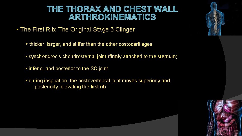 THE THORAX AND CHEST WALL ARTHROKINEMATICS • The First Rib: The Original Stage 5