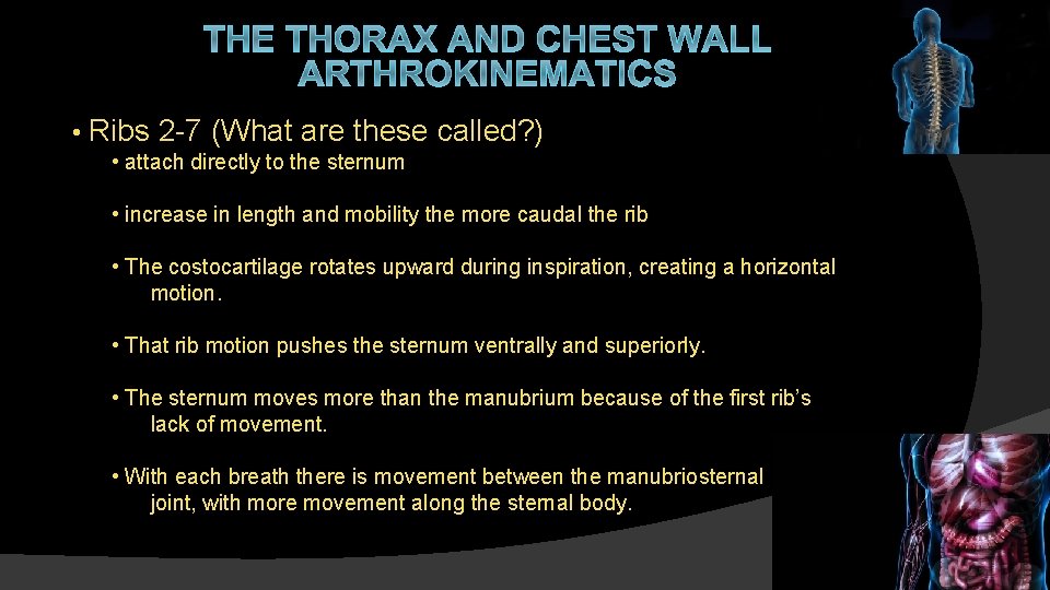 THE THORAX AND CHEST WALL ARTHROKINEMATICS • Ribs 2 -7 (What are these called?