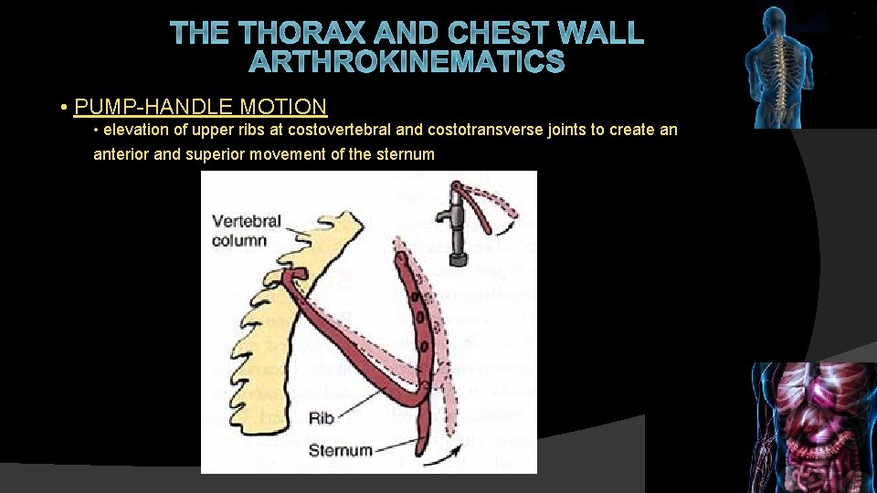THE THORAX AND CHEST WALL ARTHROKINEMATICS • PUMP-HANDLE MOTION • elevation of upper ribs