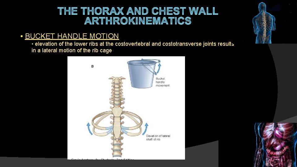 THE THORAX AND CHEST WALL ARTHROKINEMATICS • BUCKET HANDLE MOTION • elevation of the