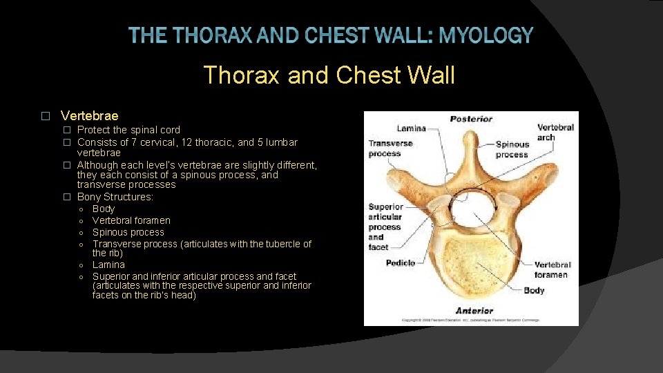 Thorax and Chest Wall � Vertebrae � Protect the spinal cord � Consists of
