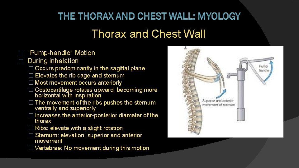 Thorax and Chest Wall � � “Pump-handle” Motion During inhalation � Occurs predominantly in