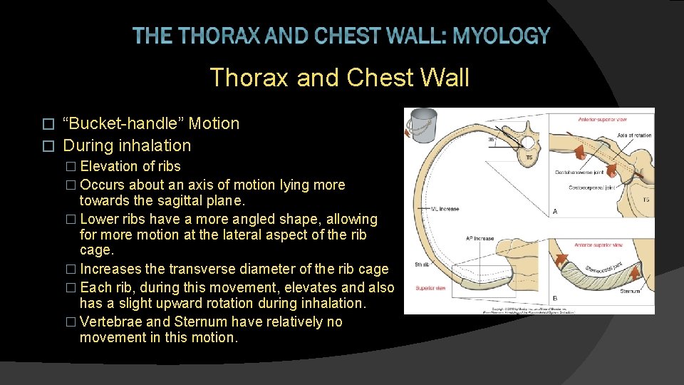 Thorax and Chest Wall “Bucket-handle” Motion � During inhalation � � Elevation of ribs
