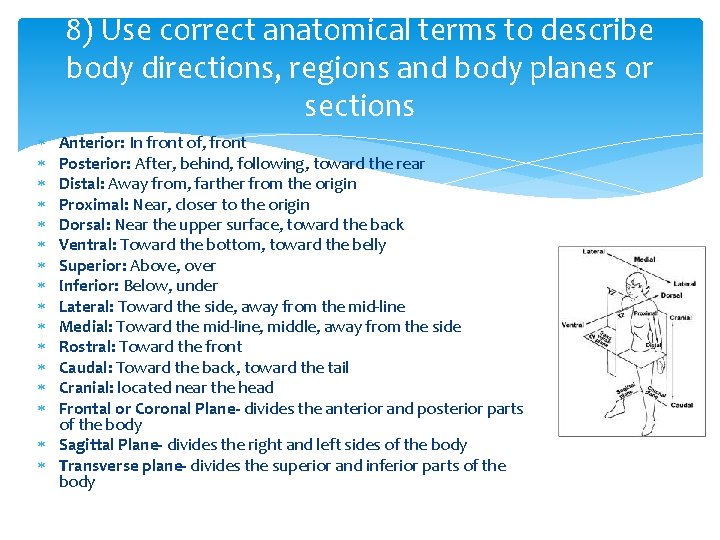 8) Use correct anatomical terms to describe body directions, regions and body planes or