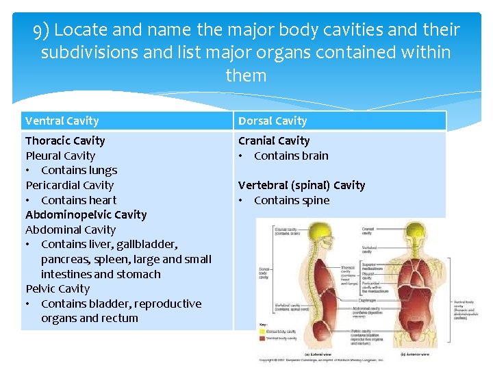9) Locate and name the major body cavities and their subdivisions and list major 9) Locate and name the major body cavities and their subdivisions and list major