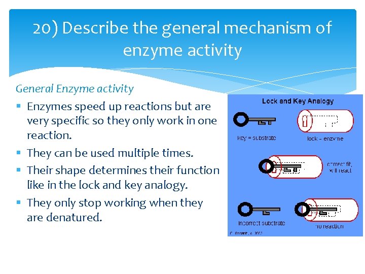 20) Describe the general mechanism of enzyme activity General Enzyme activity § Enzymes speed 20) Describe the general mechanism of enzyme activity General Enzyme activity § Enzymes speed