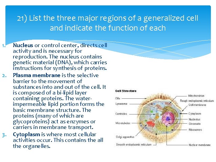 21) List the three major regions of a generalized cell and indicate the function 21) List the three major regions of a generalized cell and indicate the function