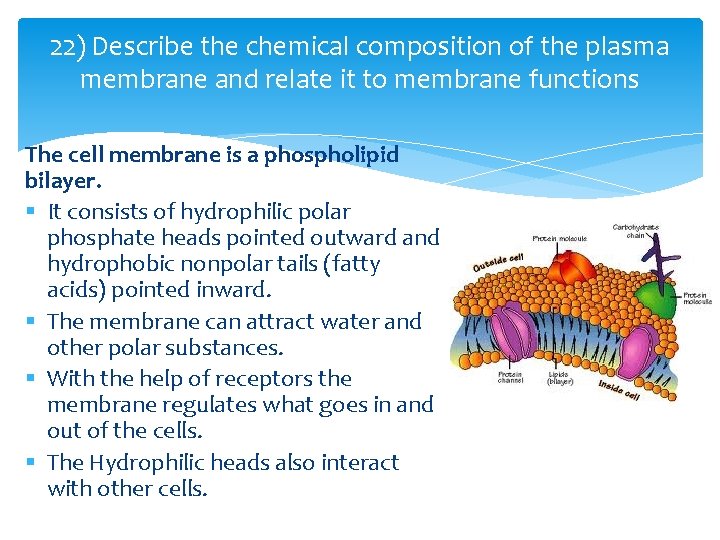 22) Describe the chemical composition of the plasma membrane and relate it to membrane