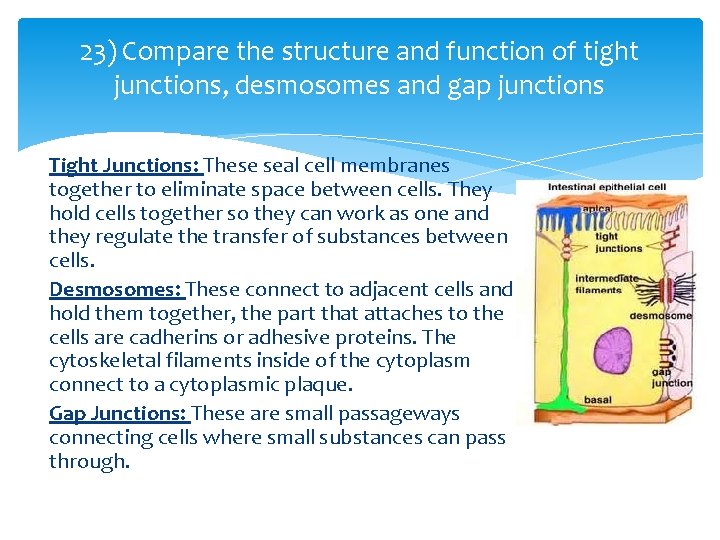 23) Compare the structure and function of tight junctions, desmosomes and gap junctions Tight