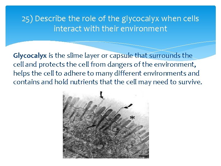 25) Describe the role of the glycocalyx when cells interact with their environment Glycocalyx