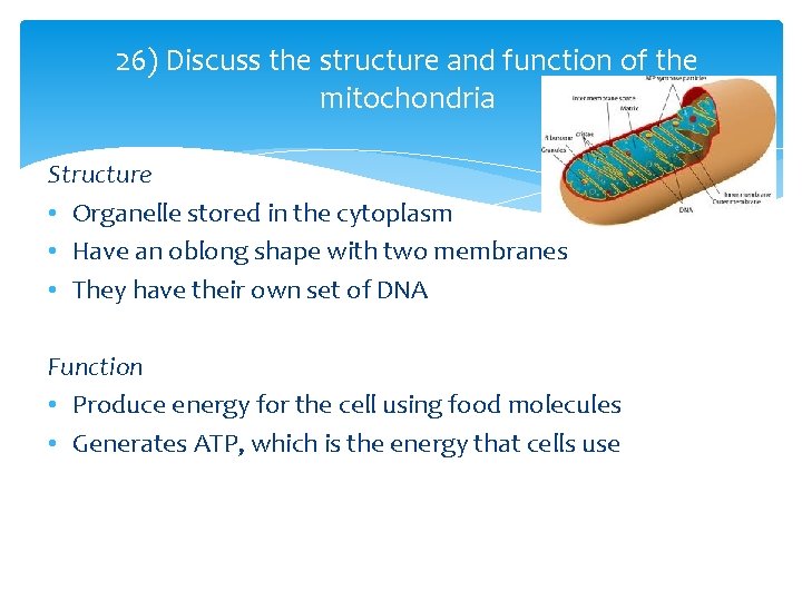 26) Discuss the structure and function of the mitochondria Structure • Organelle stored in