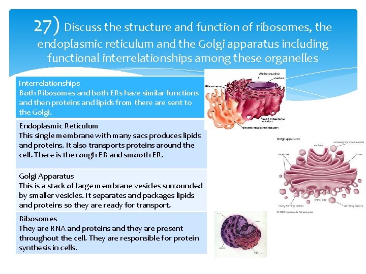 27) Discuss the structure and function of ribosomes, the endoplasmic reticulum and the Golgi