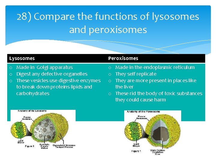 28) Compare the functions of lysosomes and peroxisomes Lysosomes Peroxisomes o Made in Golgi 28) Compare the functions of lysosomes and peroxisomes Lysosomes Peroxisomes o Made in Golgi