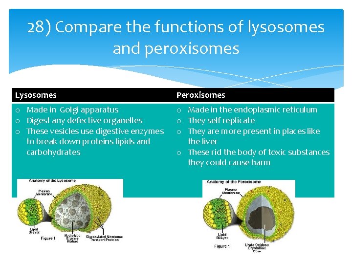 28) Compare the functions of lysosomes and peroxisomes Lysosomes Peroxisomes o Made in Golgi