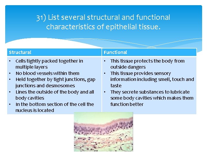 31) List several structural and functional characteristics of epithelial tissue. Structural Functional • Cells