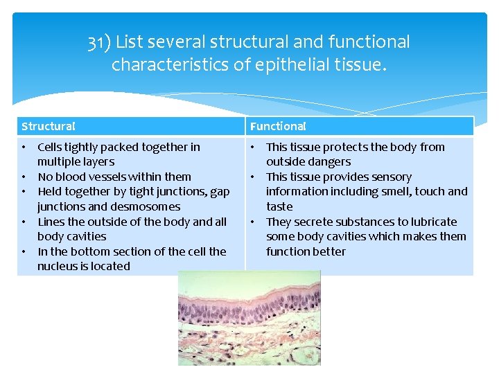 31) List several structural and functional characteristics of epithelial tissue. Structural Functional • Cells 31) List several structural and functional characteristics of epithelial tissue. Structural Functional • Cells