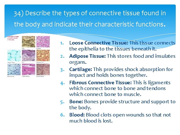 34) Describe the types of connective tissue found in the body and indicate their