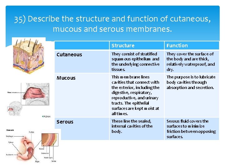 35) Describe the structure and function of cutaneous, mucous and serous membranes. Structure Function
