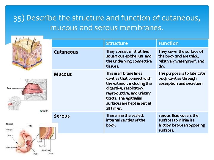 35) Describe the structure and function of cutaneous, mucous and serous membranes. Structure Function 35) Describe the structure and function of cutaneous, mucous and serous membranes. Structure Function