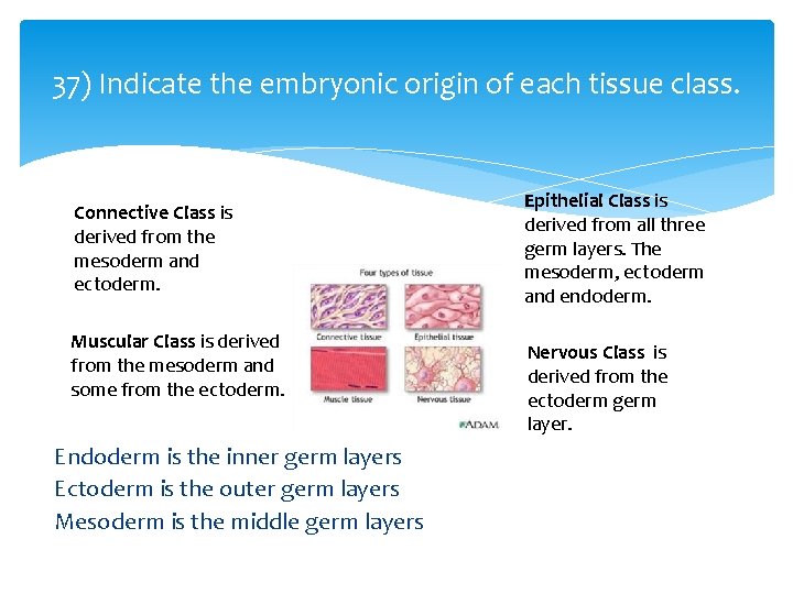 37) Indicate the embryonic origin of each tissue class. Connective Class is derived from