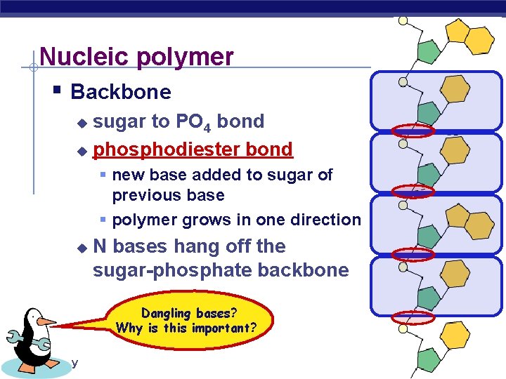 Nucleic polymer § Backbone sugar to PO 4 bond u phosphodiester bond u §