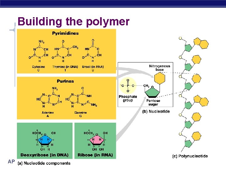 Building the polymer AP Biology 