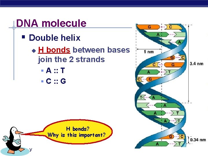DNA molecule § Double helix u H bonds between bases join the 2 strands